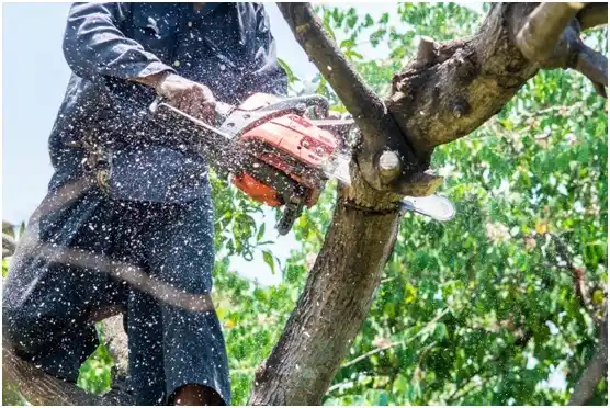tree services Shawneeland